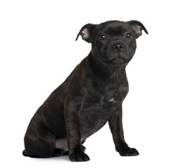 Fototapeta premium Staffordshire Bull Terrier puppy, sitting