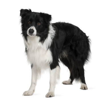 Border collie, standing in front of white background