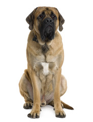 Obraz premium English Mastiff dog, sitting in front of white background