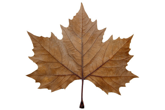 feuille