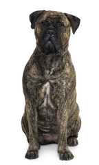 Bullmastiff dog, sitting in front of white background