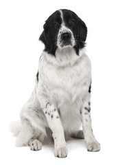 Landseer dog, sitting in front of white background