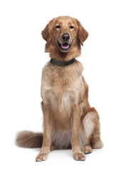 Hovawart dog, sitting in front of white background