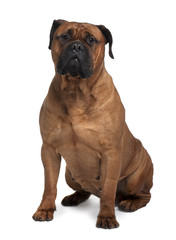 Obraz premium Bullmastiff dog, sitting in front of white background