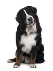 Bernese Mountain Dog, sitting in front of white background