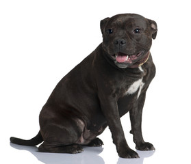 Staffordshire bull terrier, sitting in front of white background