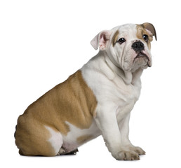 English Bulldog puppy, sitting in front of white background