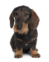 Dachshund, sitting in front of white background