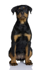 Rottweiler puppy, sitting in front of white background