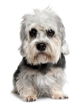 Dandie Dinmont Terrier, Sitting In Front Of White Background