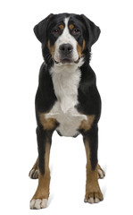 Greater Swiss Mountain Dog, standing