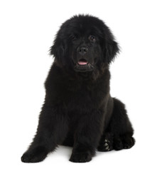 Fototapeta premium Newfoundland puppy, sitting in front of white background