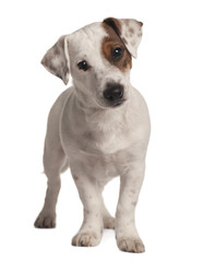 Jack Russell terrier, standing in front of white background