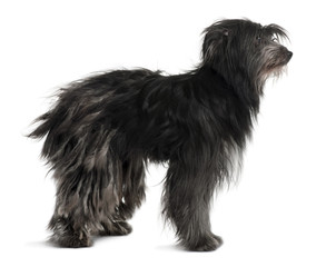 Side view of Pyrenean Shepherd, standing