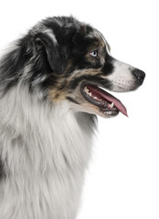Close-up of Australian Shepherd dog