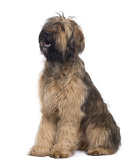 Briard dog, sitting in front of white background