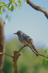 枝にとまるヒヨドリ