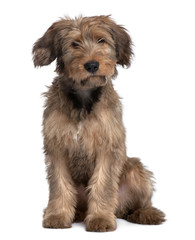 Briard dog, sitting in front of white background