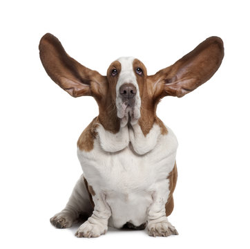 Basset Hound with ears up, sitting in front of white background