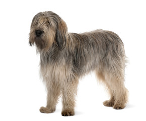 Bearded Collie, standing in front of white background