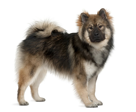 Eurasier dog, 1 Year Old, standing in front of white background