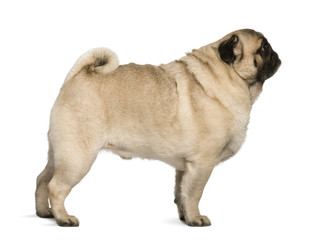 Obraz premium Pug, 6 years old, standing in front of white background