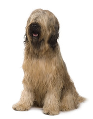 Briard dog, 14 months old, sitting in front of white background