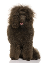 Royal Poodle, sitting in front of white background