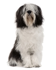 Polish Lowland Sheepdog, sitting in front of white background