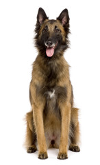 Belgian Tervuren, sitting in front of white background