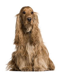 Cocker Spaniel sitting in front of white background