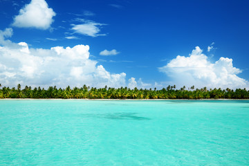 Fototapeta na wymiar palms and caribbean sea