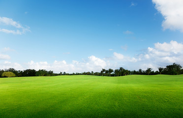 green field and trees