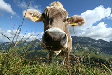 Cow View