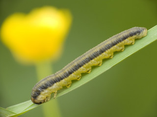 Caterpillar