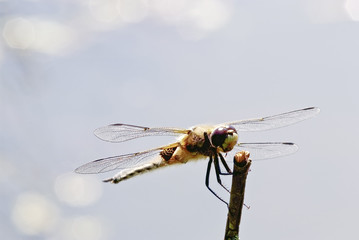 dragonfly macro (Anaciaeschna isoceles)