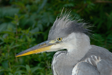 Graureiher ,Ardea cinerea