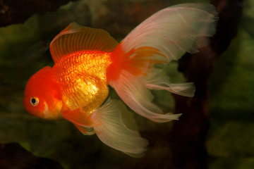 Goldfisch