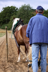 Pfl&uuml;gendes Pferd