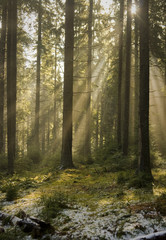 Sun light shining through the trees. Carpathians wood.