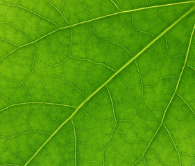Plakat veins of green leaf