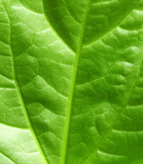 Fototapeta na wymiar fresh green leaf