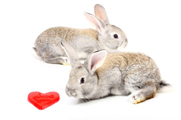Curious young rabbits