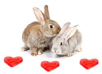 Curious young rabbits