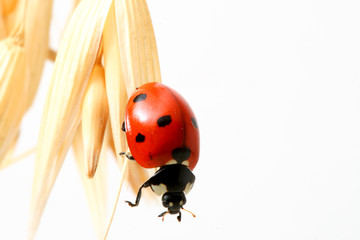 ladybug on wheat