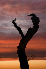 perchoir cormoran oiseau couché soleil endormir vol ombre contre