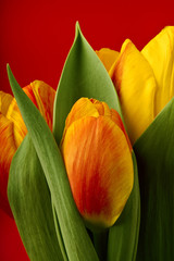 Naklejka premium Frühlingsboten Tulpen