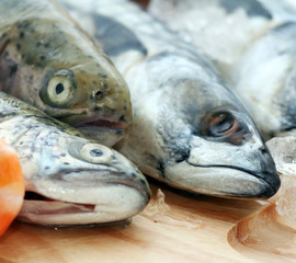 Frischer Fisch