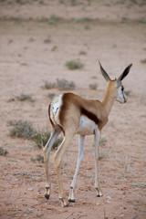 Baby Springbok in the Kalahari desert