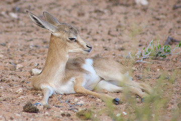 Naklejka na ściany i meble Baby Springbok in the Kalahari desert